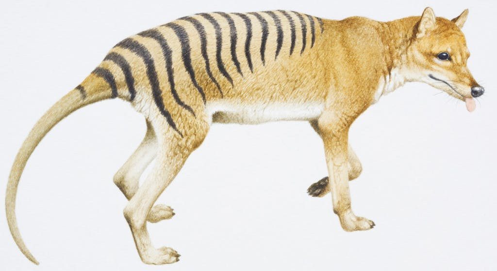 Tasmanian Tiger