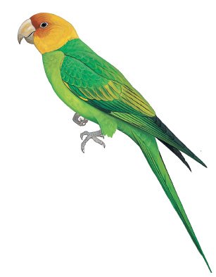 Carolina Parakeet