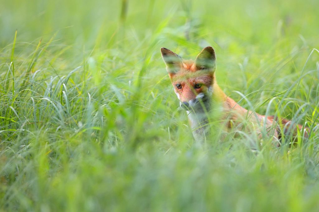 Fox in the wild