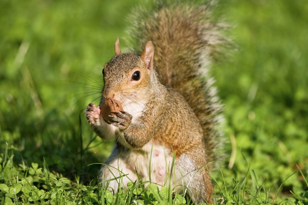 grey squirrel