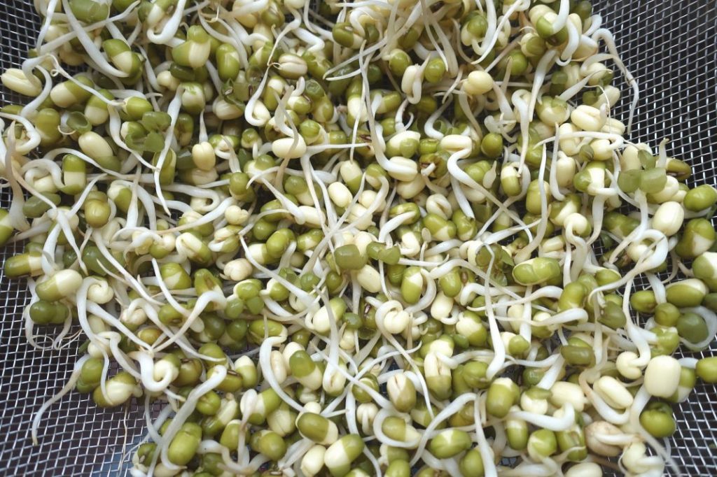 sprouting using strainer
