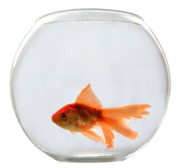 A Single Goldfish