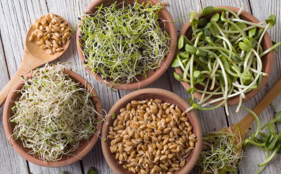 Sprouts: Benefits, Easy Preparation, And Potential Risks