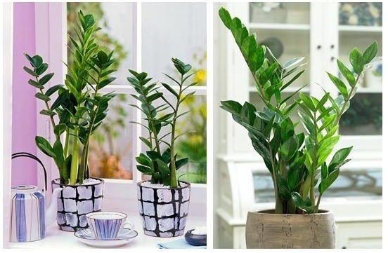 10 Indoor Plants