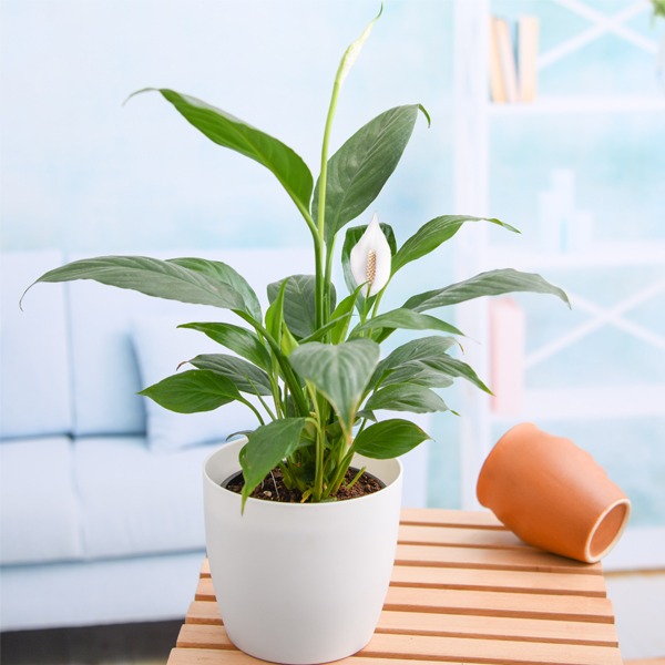 nurserylive peace lily spathiphyllum plants in india1 1