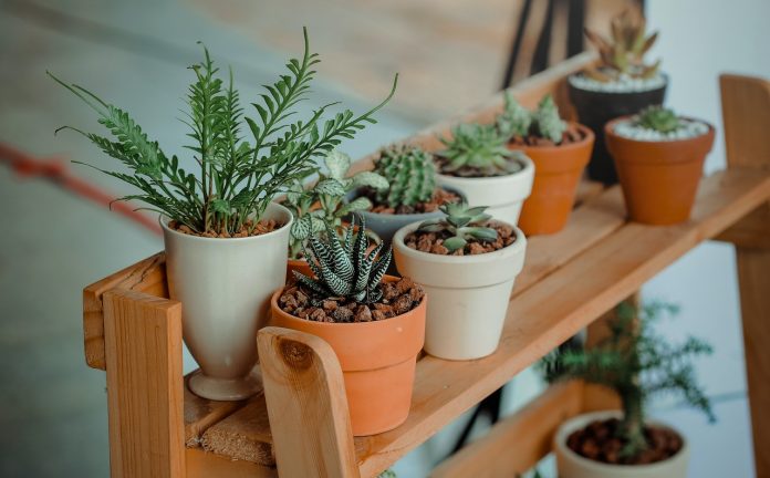 Indoor plants