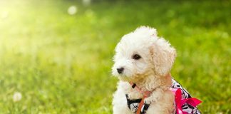 Cute small poodle puppy dog.