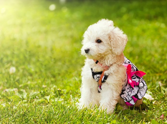 Cute small poodle puppy dog.