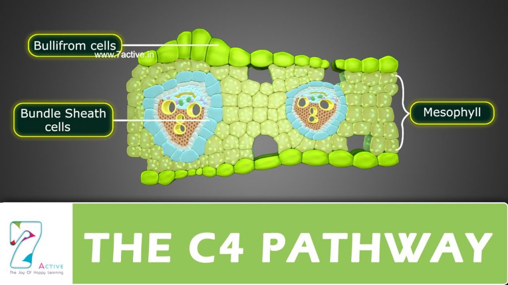 C4 Pathway cells