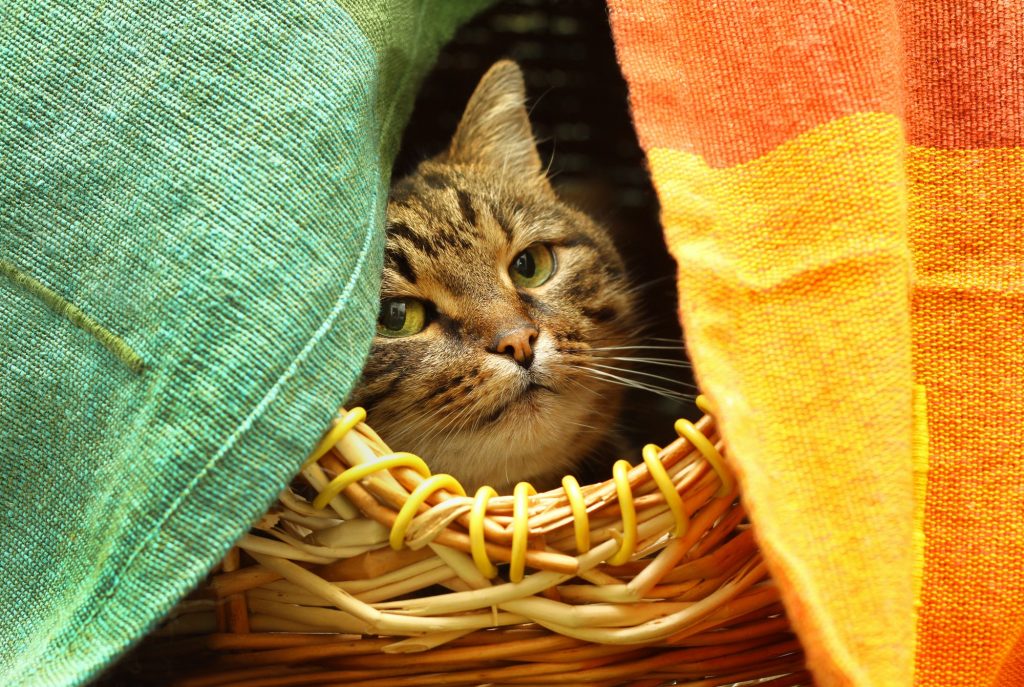 Cute cat watching from her hiding place