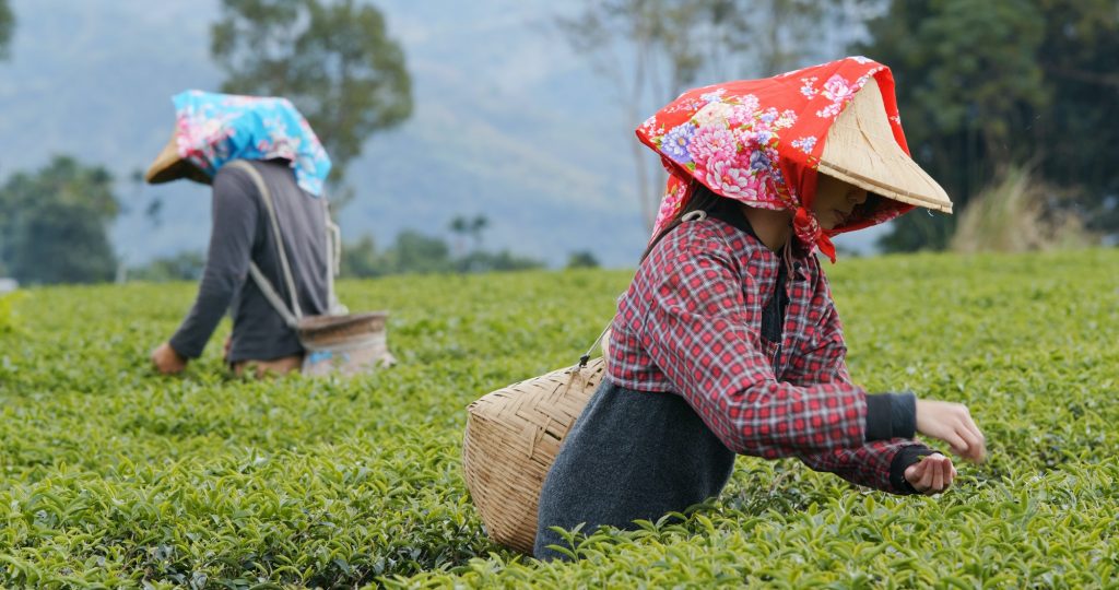 People pick the fresh tea leaves in the farm