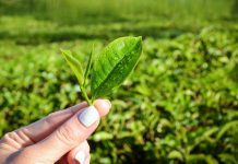 Fresh tea leaves on plantations