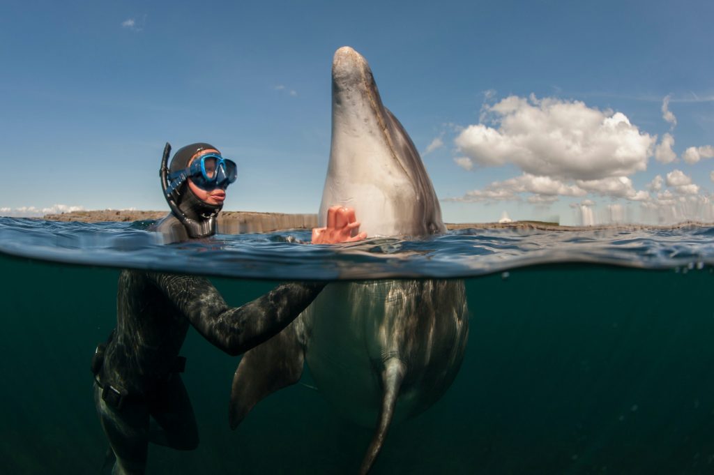 Diver scratching dolphin in water