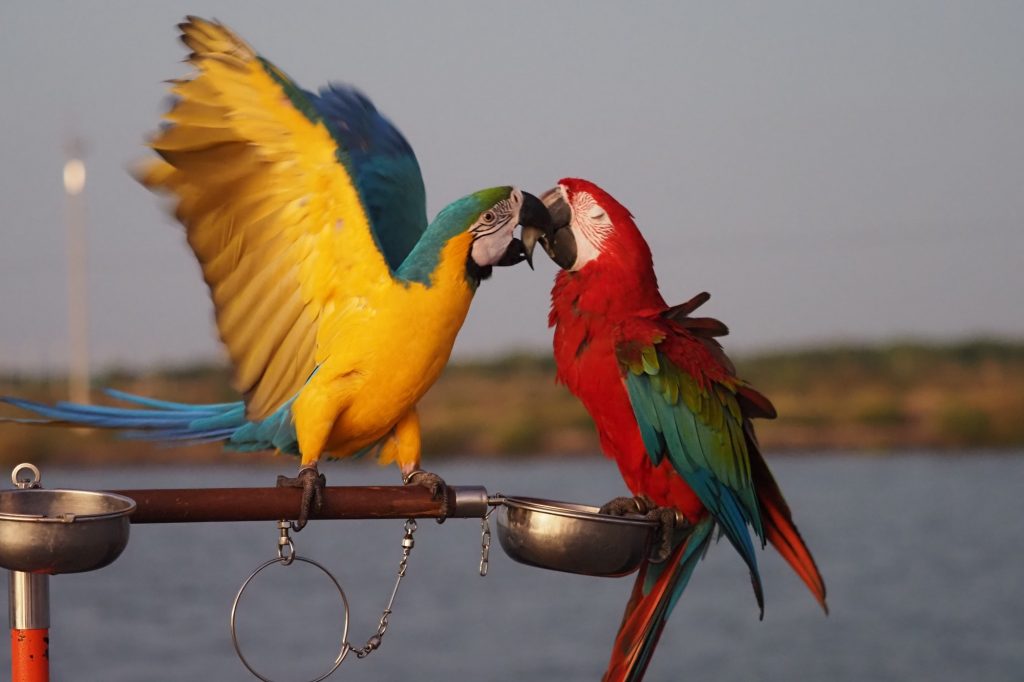 Macaw birds, big parrot, couple macaws