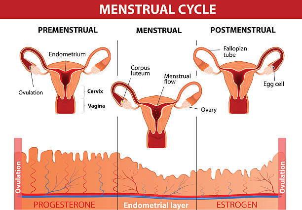 Menstrual Cycle