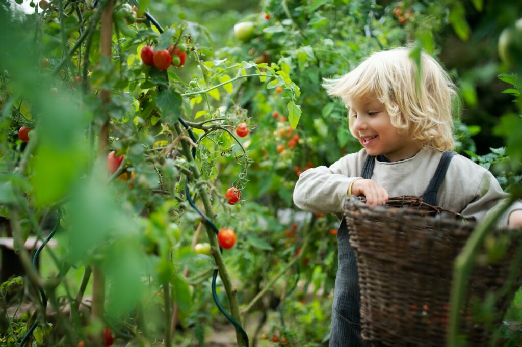 Small boy collecting cherry tomatoes outdoors in garden, sustainable lifestyle concept
