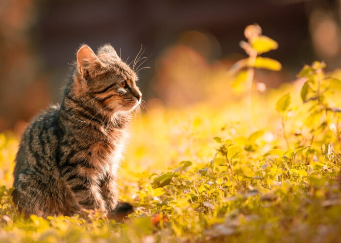 tabby kitten sitting on the grass