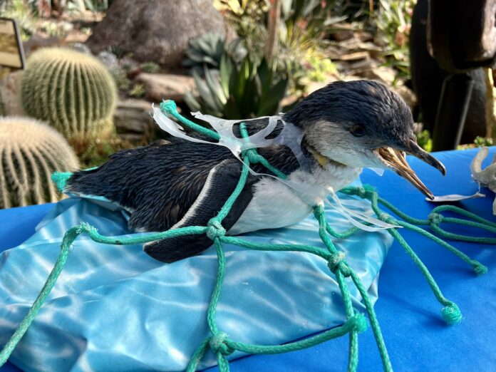 Little penguin tangled in fishing net. Animal rescue exhibition.