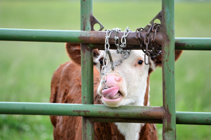 Young Hereford calf