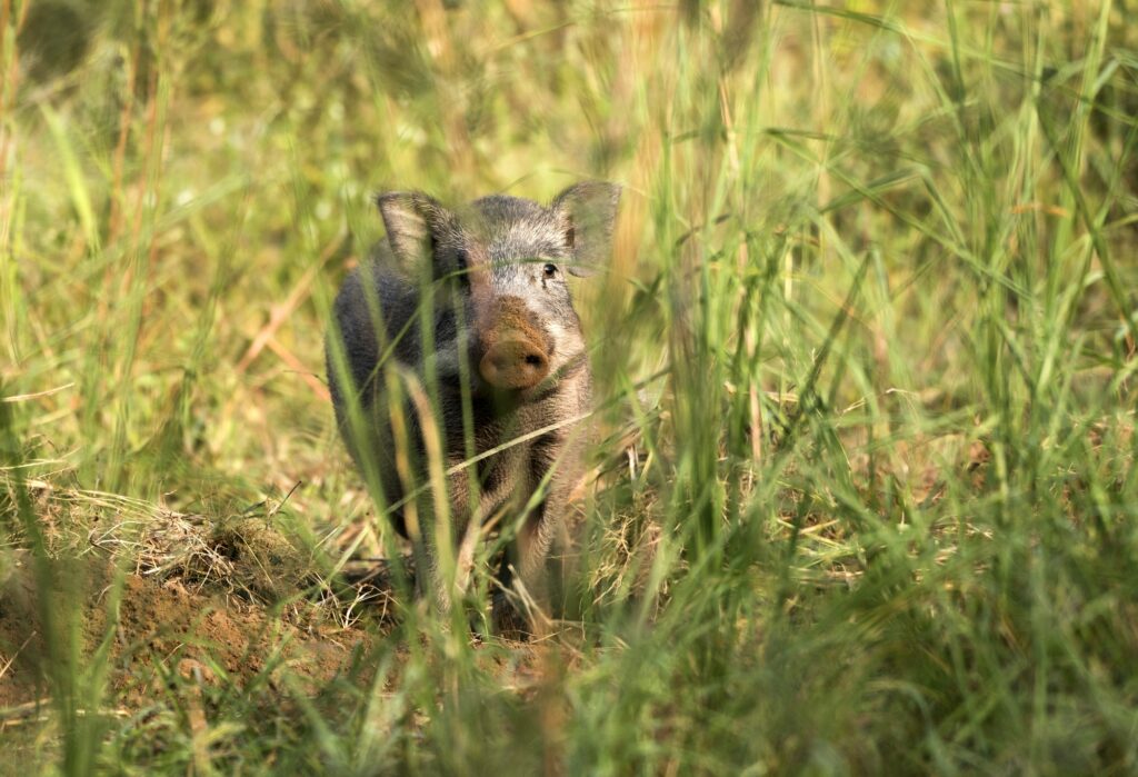 Wild boar in the forest, India