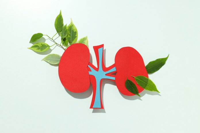 Kidneys on a light background, for National Kidney Health Month.