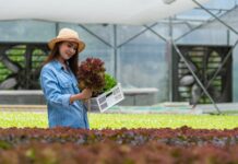 Healthy food organic vegetable farm, attractive woman owner crate full of hydroponic vegetables