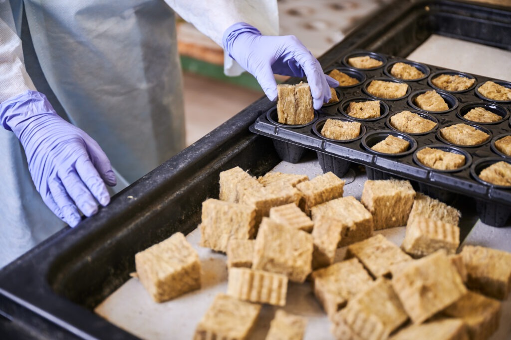 seitan dishes