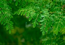 Why Is Moringa the New Superfood Sensation? Moringa