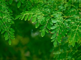 Moringa