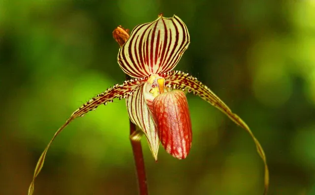 32 Most Unique Flowers of the World