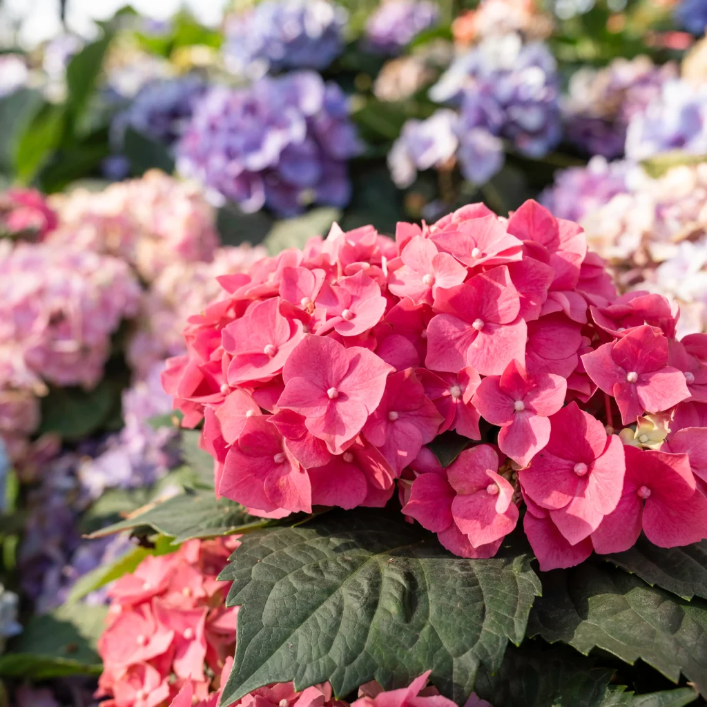 32 Most Unique Flowers of the World