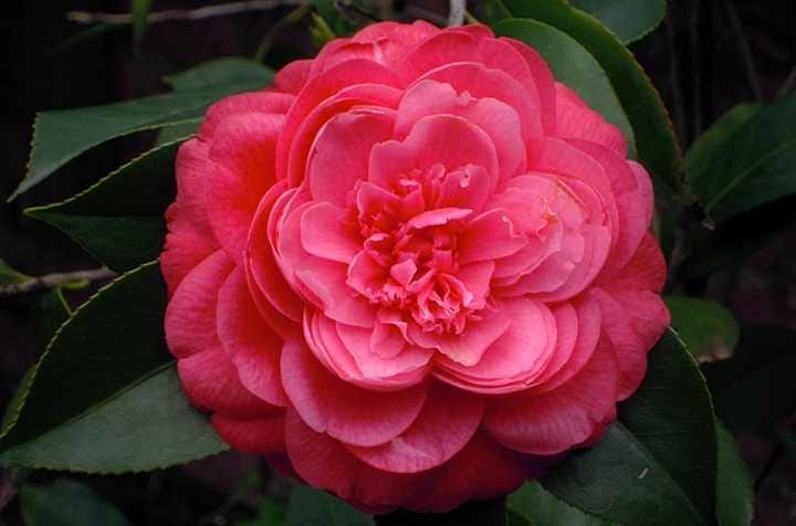 32 Most Unique Flowers of the World