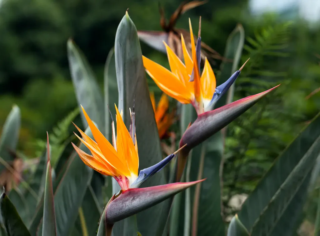 32 Most Unique Flowers of the World
