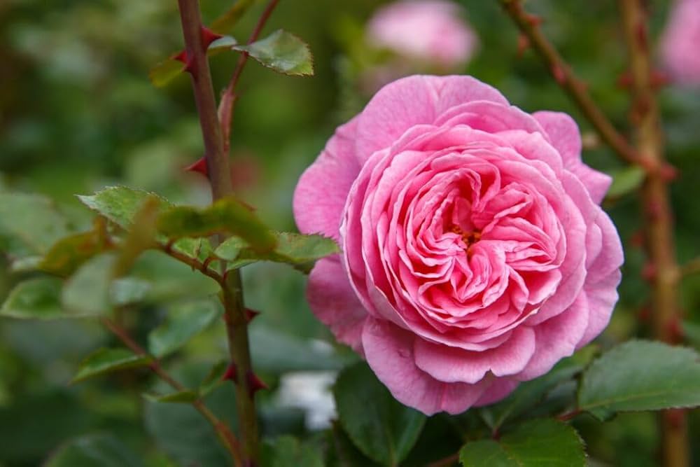 32 Most Unique Flowers of the World