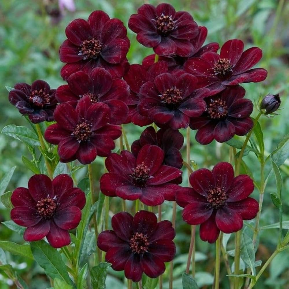 32 Most Unique Flowers of the World