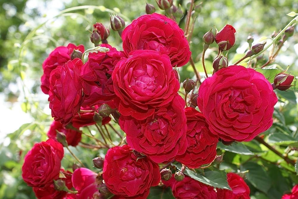32 Most Unique Flowers of the World