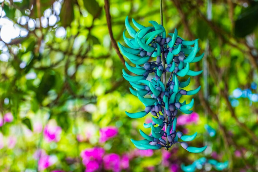 32 Most Unique Flowers of the World