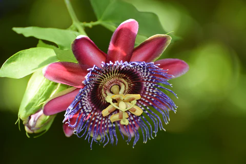 32 Most Unique Flowers of the World
