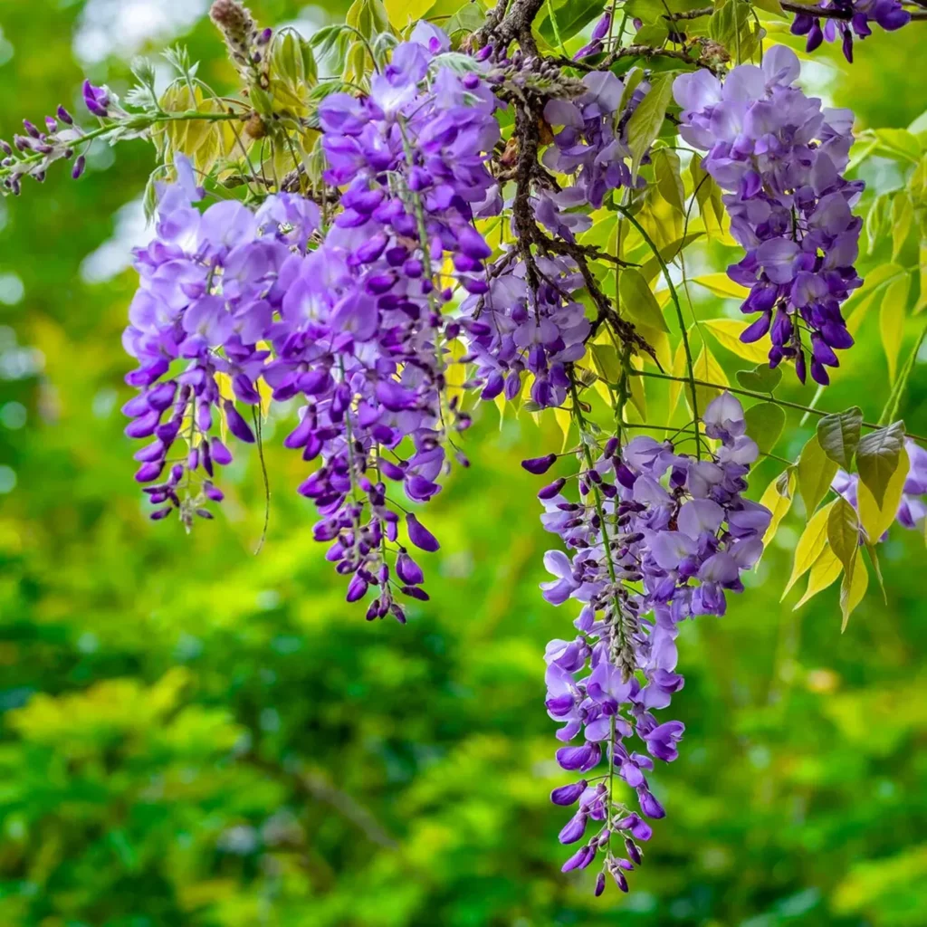 32 Most Unique Flowers of the World
