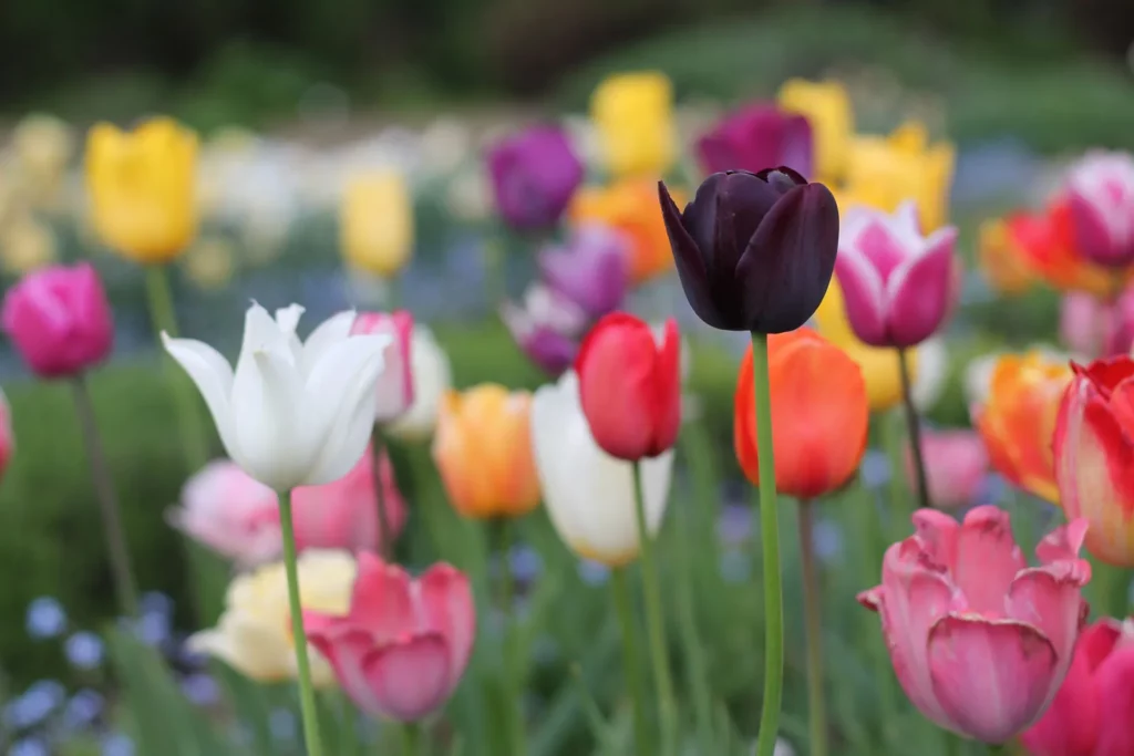 32 Most Unique Flowers of the World