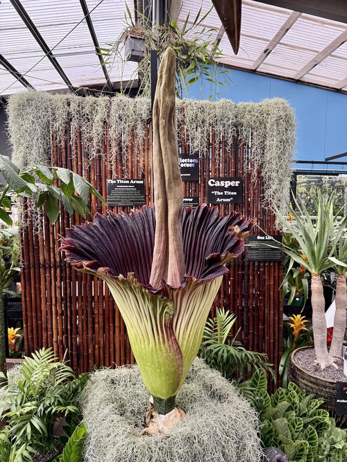 32 Most Unique Flowers of the World