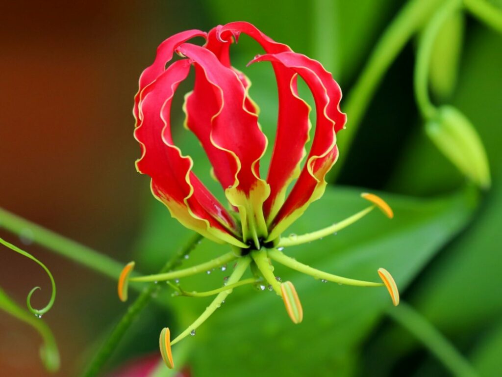 32 Most Unique Flowers of the World