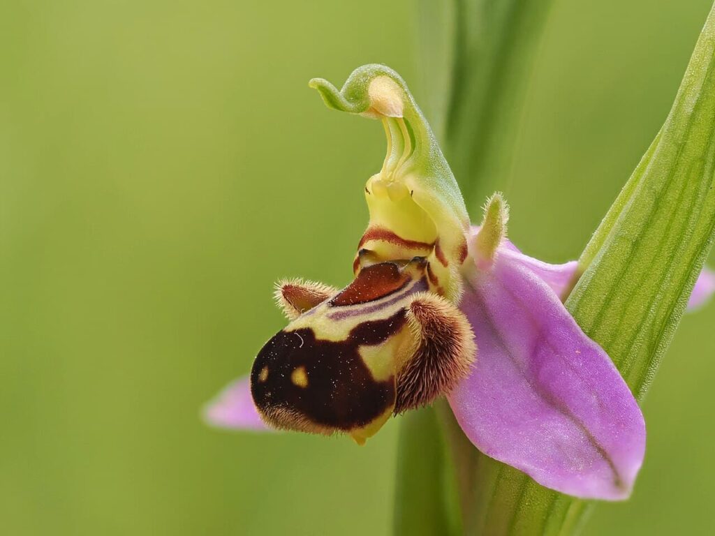 32 Most Unique Flowers of the World