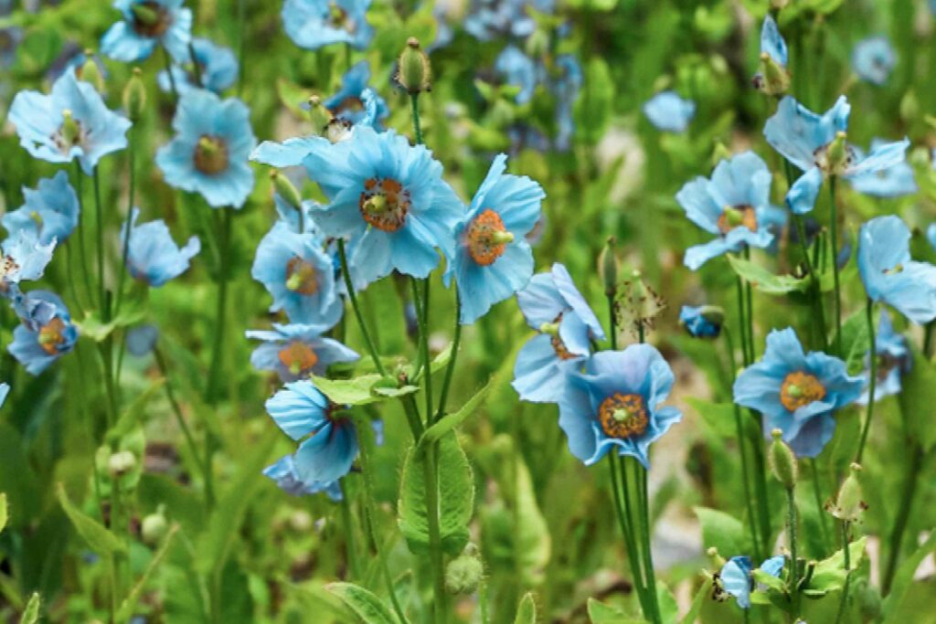 32 Most Unique Flowers of the World