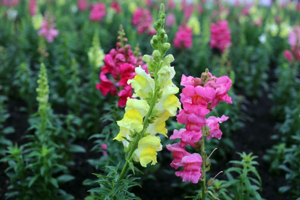 32 Most Unique Flowers of the World