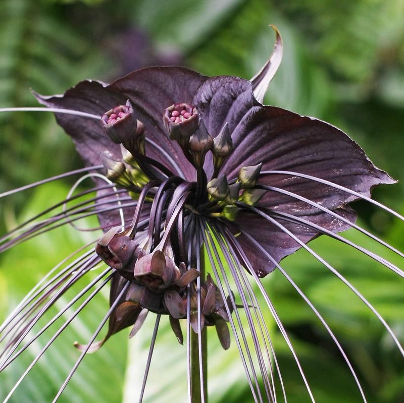 32 Most Unique Flowers of the World