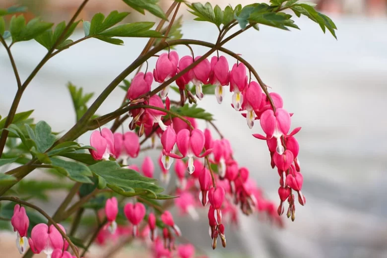 32 Most Unique Flowers of the World