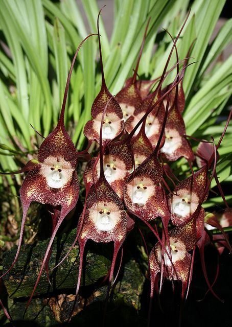 32 Most Unique Flowers of the World