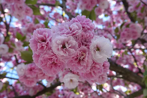 32 Most Unique Flowers of the World