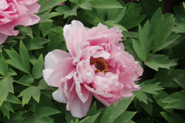 32 Most Unique Flowers of the World